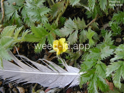 cinquefoil, silverweed